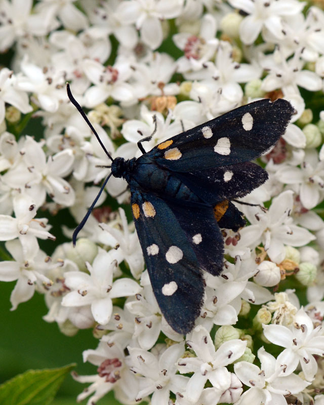 Zygaena ephialtes forma trigonellae